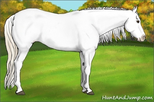 Horse Color:Chestnut Appaloosa