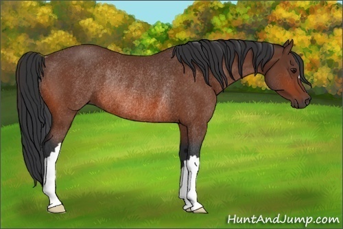 Horse Color:Bay Rabicano