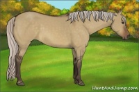 Horse Color:Silver Bay Dun 