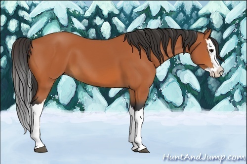 Horse Color:Bay Splash 