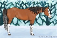 Horse Color:Bay Splash 