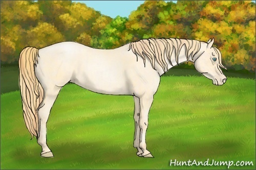 Horse Color:Buckskin Roan Pearl  and Buckskin Roan Pearl 