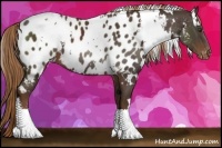 Horse Color:White Spotted Liver Chestnut Blanket