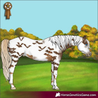 Horse Color:Chocolate Palomino Tobiano Frame