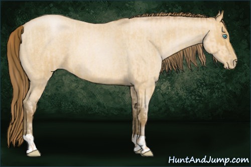 Horse Color:Buckskin Roan Pearl  and Gray Buckskin Roan Pearl 
