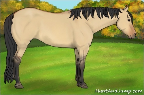 Horse Color:Bay Dun