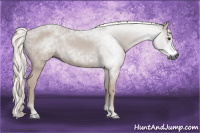 Horse Color:Gray Chestnut 