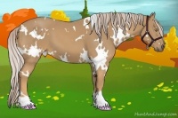 Horse Color:White Spotted Palomino