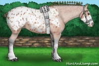 Horse Color:Bay Sabino Appaloosa 