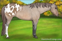 Horse Color:Bay Dun Appaloosa 