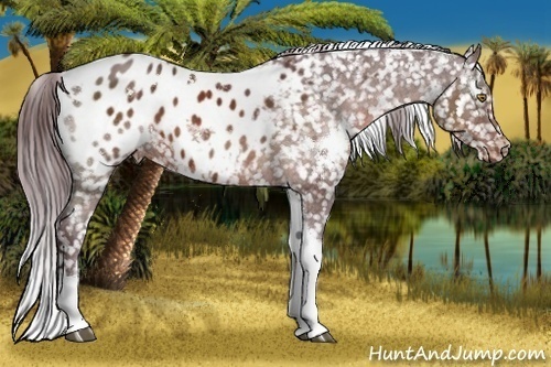 Horse Color:White Spotted Chocolate Brown Tobiano Blanket Rabicano