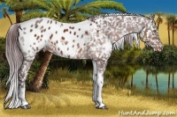 Horse Color:White Spotted Chocolate Brown Tobiano Blanket Rabicano