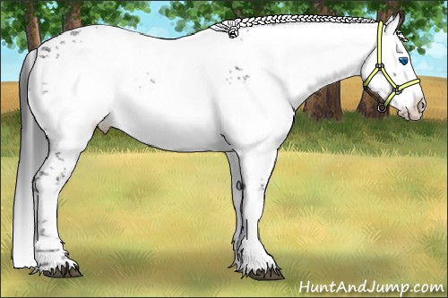 Horse Color:Liver Chestnut Frame 