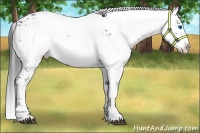 Horse Color:Liver Chestnut Frame 