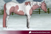 Horse Color:Red Dun Tobiano