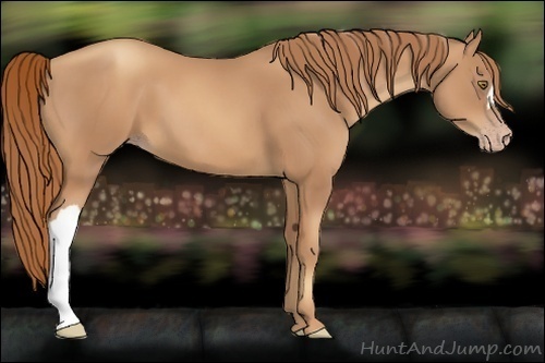Horse Color:Gold Champagne 