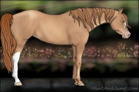 Horse Color:Gold Champagne 