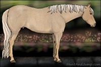 Horse Color:Palomino Roan 
