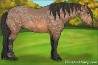 Horse Color:Buckskin Ice 