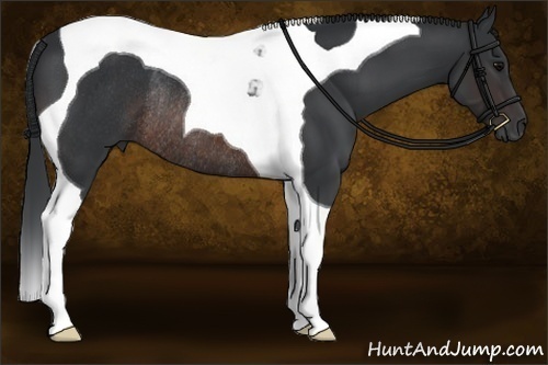 Horse Color:Brown Tobiano Rabicano 