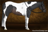 Horse Color:Brown Tobiano Rabicano