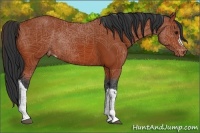 Horse Color:Bay Appaloosa