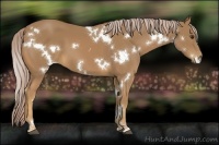 Horse Color:White Spotted Palomino