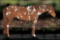 Horse Color:White Spotted Chestnut 