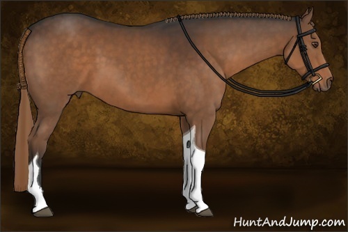 Horse Color:Liver Chestnut Sabino Tobiano 