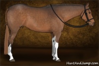 Horse Color:Liver Chestnut Sabino Tobiano 