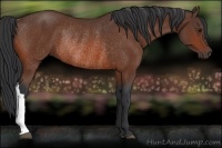 Horse Color:Bay Rabicano 