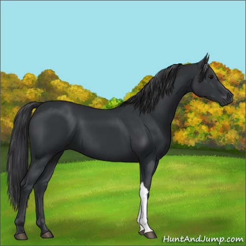 Horse Color:Black 