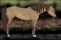 Horse Color:Liver Red Dun 