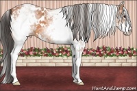 Horse Color:White Spotted Bay Appaloosa