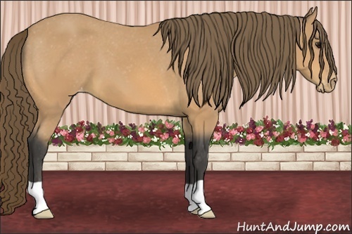 Horse Color:Buckskin Varnish