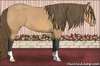 Horse Color:Buckskin Varnish 