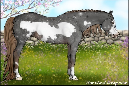 Horse Color:Liver Chestnut Frame Rabicano 