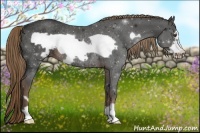 Horse Color:Liver Chestnut Frame Rabicano