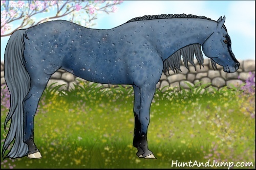 Horse Color:ERROR: UNKNOWN ANOMALY