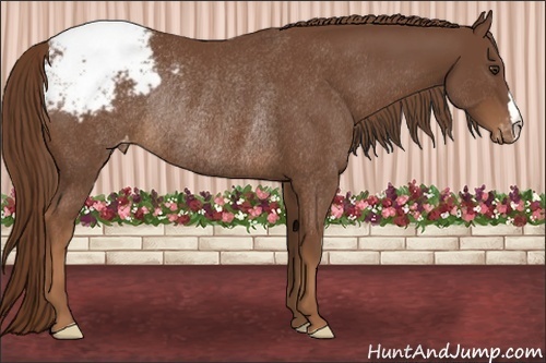 Horse Color:Chestnut Snowcap Rabicano