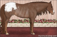 Horse Color:Chestnut Snowcap Rabicano 