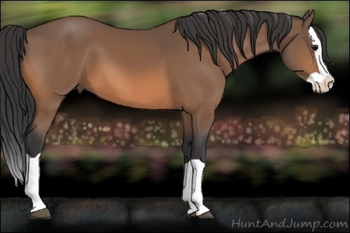 Horse Color:Buckskin Splash 