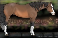 Horse Color:Buckskin Splash 