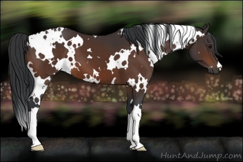 Horse Color:White Spotted Bay 