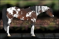 Horse Color:White Spotted Bay 