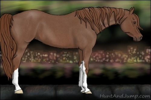 Horse Color:Red Roan 