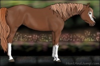 Horse Color:White Spotted Chestnut