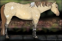 Horse Color:White Spotted Buckskin Dun Appaloosa 