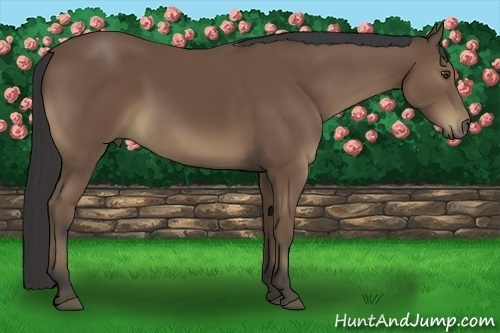 Horse Color:Buckskin 