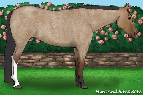 Horse Color:Bay Roan Dun